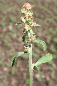 Attēlu rezultāti vaicājumam “Gnaphalium sylvaticum flower”