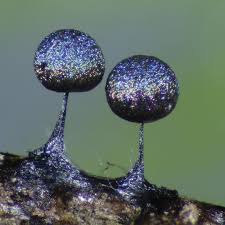 Attēlu rezultāti vaicājumam “Lamproderma pulchellum macro”