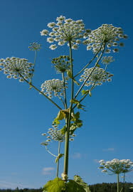 Attēlu rezultāti vaicājumam “Heracleum sosnowskyi”