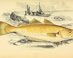 Image result for Merlangius merlangus