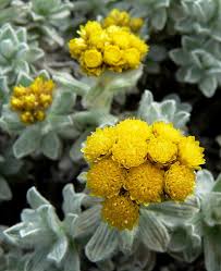 Image result for Helichrysum subulifolium