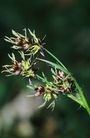 Attēlu rezultāti vaicājumam “Luzula campestris”