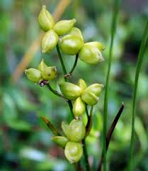 Attēlu rezultāti vaicājumam “Scheuchzeriaceae”