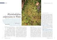 Attēlu rezultāti vaicājumam “Serpoleskea subtilis sporophyte”