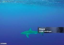 Image result for Carcharhinus galapagensis