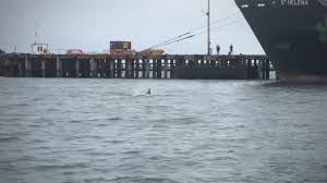 Image result for Meadurst Sub-Aqua Club