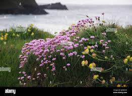 Attēlu rezultāti vaicājumam “Anthyllis maritima”