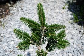 Attēlu rezultāti vaicājumam “Abies”