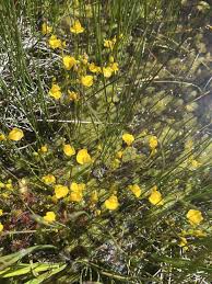 Attēlu rezultāti vaicājumam “Utricularia intermedia flower”