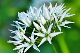 Image result for Bärlauch