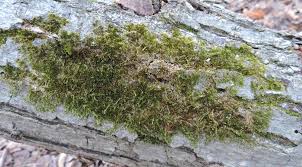 Attēlu rezultāti vaicājumam “Platygyrium repens”