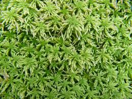 Attēlu rezultāti vaicājumam “Sphagnum quinquefarium”