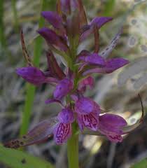Attēlu rezultāti vaicājumam “Dactylorhiza russowii”