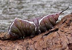 Attēlu rezultāti vaicājumam “Cerura vinula”