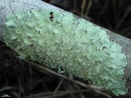 Attēlu rezultāti vaicājumam “Flavoparmelia caperata”