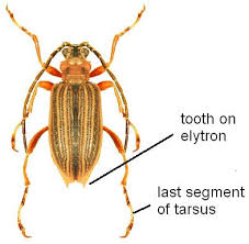 Attēlu rezultāti vaicājumam “Donacia dentata”