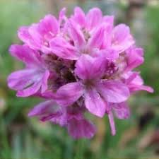 Attēlu rezultāti vaicājumam “Armeria vulgaris”