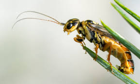 Attēlu rezultāti vaicājumam “Acantholyda posticalis”