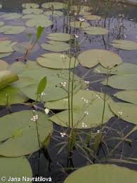 Attēlu rezultāti vaicājumam “Alisma gramineum flower”