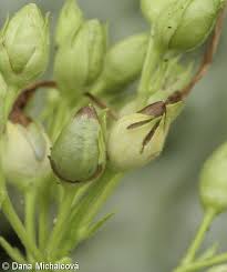 Attēlu rezultāti vaicājumam “Nicotiana tabacum fruit”