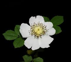 Attēlu rezultāti vaicājumam “Rosa glabrifolia”