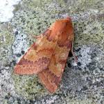 Attēlu rezultāti vaicājumam “Agrochola helvola”