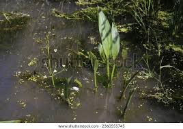 Attēlu rezultāti vaicājumam “Alisma lanceolatum”