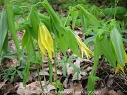 Attēlu rezultāti vaicājumam “Uvularia grandiflora”
