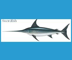 Image result for Xiphias gladius