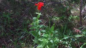 Attēlu rezultāti vaicājumam “Silene chalcedonica fruit”