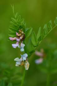 Attēlu rezultāti vaicājumam “Vicia sepium leaf”