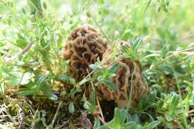 Attēlu rezultāti vaicājumam “Morchella esculenta”