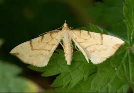 Attēlu rezultāti vaicājumam “Eulithis pyraliata”