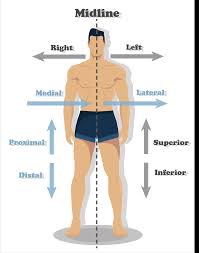 Image result for body midline