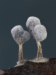 Attēlu rezultāti vaicājumam “Physarum obscurum”