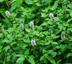 Image result for Mentha piperita
