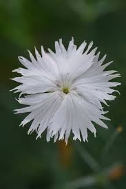 Attēlu rezultāti vaicājumam “Dianthus arenarius”