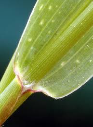 Attēlu rezultāti vaicājumam “Setaria viridis leaf”