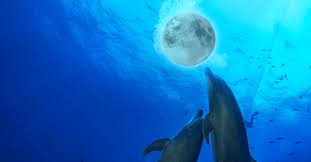 「テクス・ファーゼンバーグ 機動新世紀ガンダムX」の画像検索結果