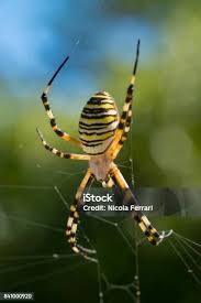 Attēlu rezultāti vaicājumam “Argiope bruennichi”