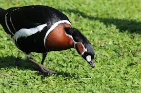 Image result for Branta ruficollis