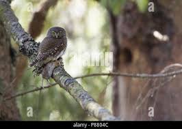Attēlu rezultāti vaicājumam “Glaucidium passerinum adult”