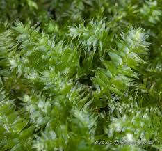 Attēlu rezultāti vaicājumam “Plagiothecium succulentum”