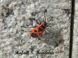 Attēlu rezultāti vaicājumam “Pyrrhocoris apterus”