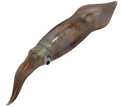 Image result for Chrysoblephus cristiceps