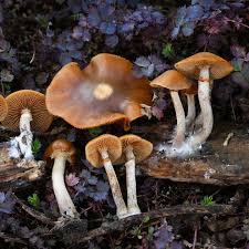 Attēlu rezultāti vaicājumam “Galerina marginata”