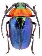 Attēlu rezultāti vaicājumam “Scaphisoma sp.”