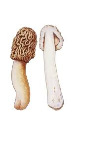 Attēlu rezultāti vaicājumam “Verpa bohemica”