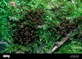 Attēlu rezultāti vaicājumam “Comatricha nigra young”