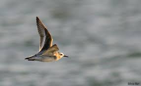 Attēlu rezultāti vaicājumam “Phalaropus fulicarius adult”